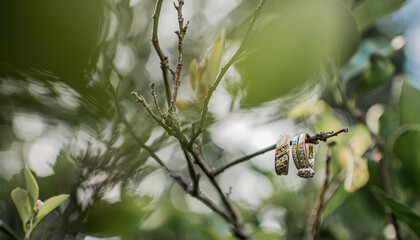 foto de argollas matrimoniales en una rama de una planta 