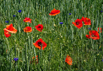 Wheat field landscape interspersed with vibrant poppies.