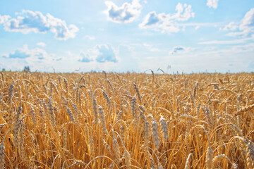 Golden crops ready for harvest under the blue sky.