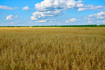 A vast field of golden oat under a blue sky dotted with fluffy white clouds.