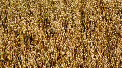 Golden oat plants densely populate a field, their grains mature and glistening in the sunlight.