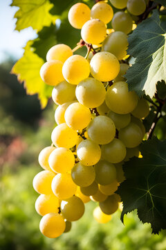 harvest bunches of white grapes in the garden