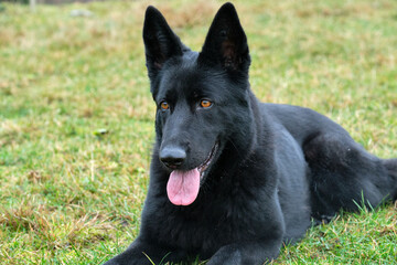 beautiful black German Shepherd she-dog in a meadow in Sweden countryside