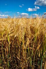 Ripe wheat stalks stand tall, their golden hues contrasting beautifully against a vibrant blue sky with fluffy clouds.