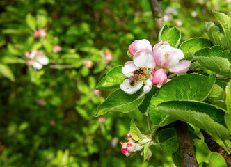 Obraz premium apple blossoms, spring flowers, a bee pollinating an apple tree flower, Malus