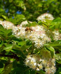 spring time, bee pollinating blossoms, Sorbus