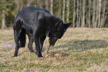 Black German Shepherd dog eat lamb offal in a meadow in Bredebolet in Skaraborg in Vaestra Goetaland in Sweden