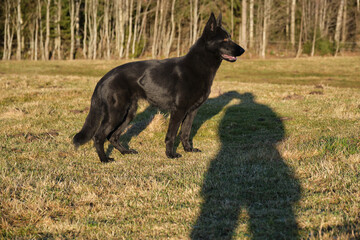 beautiful black German Shepherd she-dog in a meadow in Sweden countryside