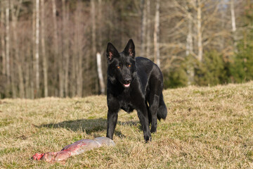 Black German Shepherd dog eat lamb offal in a meadow in Bredebolet in Skaraborg in Vaestra Goetaland in Sweden