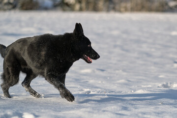 Naklejka premium Beautiful black German Shepherd dog on a snowy meadow on a sunny day in Bredebolet in Skaraborg in Sweden in winter in February