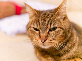 cat on top a sofa in my house