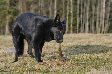 Black German Shepherd dog eat lamb offal in a meadow in Bredebolet in Skaraborg in Vaestra Goetaland in Sweden