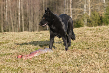 Fototapeta premium Black German Shepherd dog eat lamb offal in a meadow in Bredebolet in Skaraborg in Vaestra Goetaland in Sweden