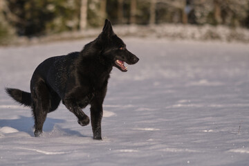 Beautiful black German Shepherd dog on a snowy meadow on a sunny day in Bredebolet in Skaraborg in Sweden in winter in February