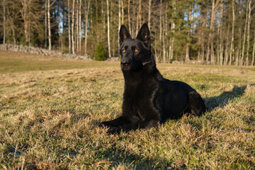 beautiful black German Shepherd she-dog in a meadow in Sweden countryside