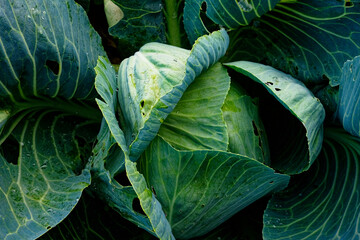 The image shows a cabbage, focusing on its intricate leaf patterns.