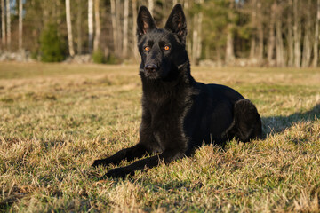 beautiful black German Shepherd she-dog in a meadow in Sweden countryside