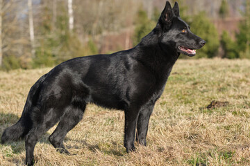 beautiful black German Shepherd she-dog in a meadow in Sweden countryside