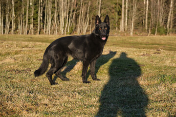 beautiful black German Shepherd she-dog in a meadow in Sweden countryside