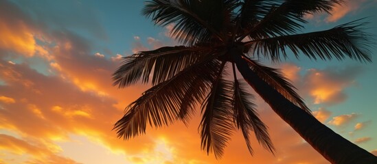 Tropical Palm Tree Silhouette At Sunset, low angle view