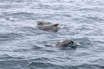 Fototapeta premium A pilot whale calf is flanked by its vigilant parents in the chilly waters of Andenes, captured during a quiet sea excursion. Lofoten Islands, Norway