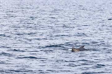 Fototapeta premium In the vast expanse of the northern ocean, a mother pilot whale accompanies her young, a snapshot of wildlife near the Arctic Circle
