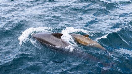 Fototapeta premium Amidst the Norwegian Sea's enchanting water textures, a pilot whale calf stays close to its mother, showcasing nature's family ties in the wild