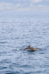 Fototapeta premium A vertical view of the Norwegian Sea reveals a mother pilot whale and her calf, gracefully swimming in the open waters off Andenes, under a cloudy sky