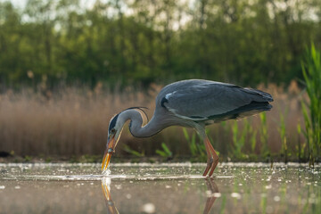 Grey heron (Ardea cinerea)