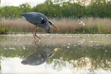 Grey heron (Ardea cinerea)