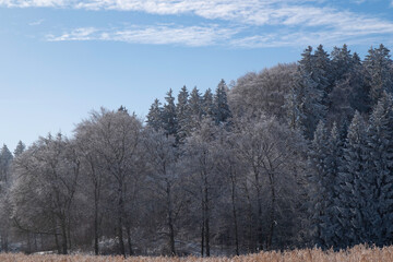 Bayrischer Wald im Winter bei Sonnenschein.