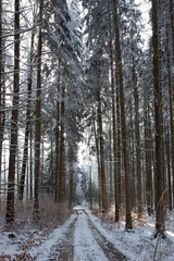 Fototapeta premium Bayrischer Wald im Winter bei Sonnenschein.