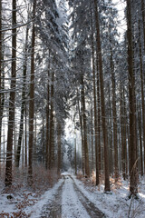 Bayrischer Wald im Winter bei Sonnenschein.