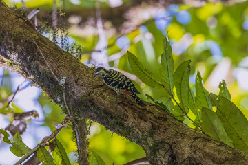 Freckle-breasted woodpecker (Dendrocopos analis) at South Andaman, Andaman  Nicobar UT, India