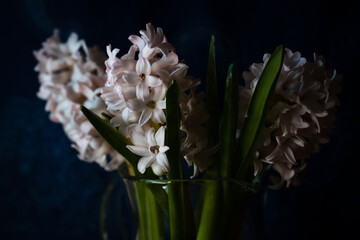 three pale pink hyacinths in a glass vase on a dark background