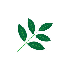 Katuk leaves icon template