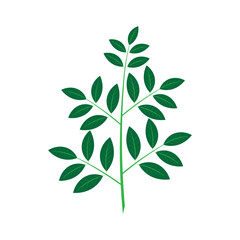 Katuk leaves icon template