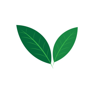 Katuk leaves icon template