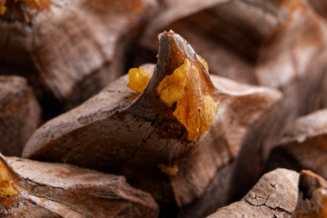 the leaves of a Coulter Pinecone with fibonacci spirals