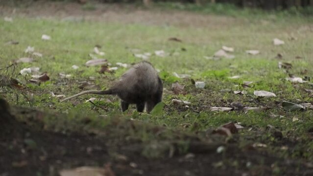 Virginia opossum (Didelphis virginiana) Searching for Food in Backyard Florida Wildlife Animal