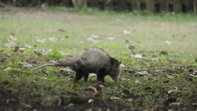 Virginia opossum (Didelphis virginiana) Searching for Food in Backyard Florida Wildlife Animal