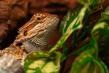 Bearded agama in terrarium, closeup. Desert rock style.
