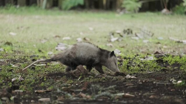 Virginia opossum (Didelphis virginiana) Searching for Food in Backyard Florida Wildlife Animal