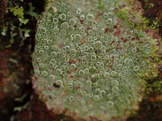 Rim lichen (Lecanora) on tree bark