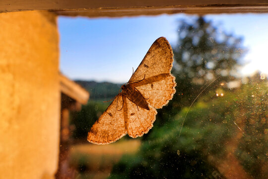 The underside of Scopula immutata (The Lesser Creamwave) as soon on a window with the sun shining through the glass and through its wings
