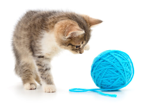 Kitten with ball of yarn.