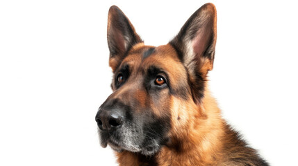 A Captivating Photo of a German Shepherd Isolated on White