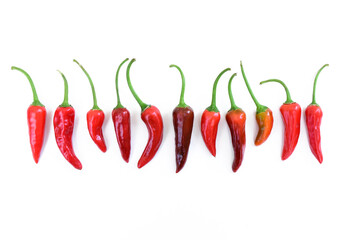 Red hot peppers arranged in line. Many red hot chili peppers on white background. Small short spicy peppers