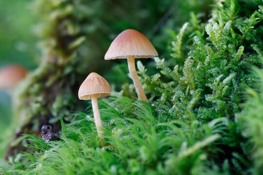 Pilz im Moos