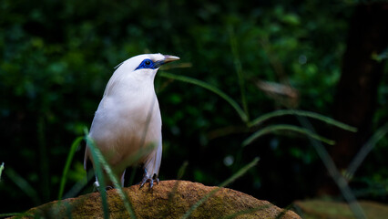Bali myna perch on a rock